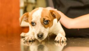 Moraine Valley’s noncredit Vet Assisting Program has received approval from the National Association of Veterinary Technicians in America.