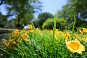 Close up of yellow flowers outside on campus in the summer