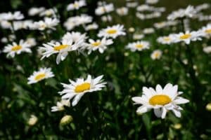 Close up of white flowers outside on campus in the summer